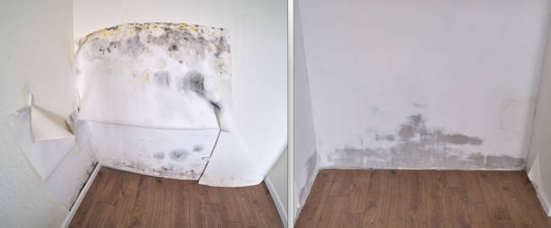 Mold Removal and Inspection